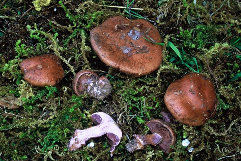 Cortinarius occidentalis var.obscurus